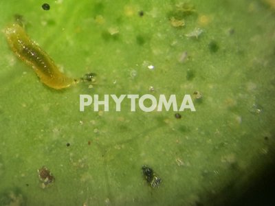 Tetranychus urticae